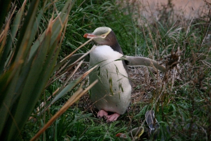 catlins (67)